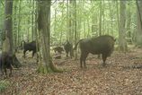 Vlky zautocili na mladya zubra v polsku Vedci maju dramaticky lov zachyteny na videu