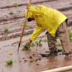 El Niño ohrozuje milióny detí v Latinskej Amerike, hrozia suchá a povodne