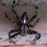Týmito jednoduchými trikmi sa konečne zbavíte pavúkov