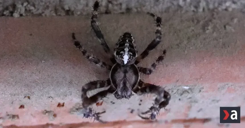Týmito jednoduchými trikmi sa konečne zbavíte pavúkov