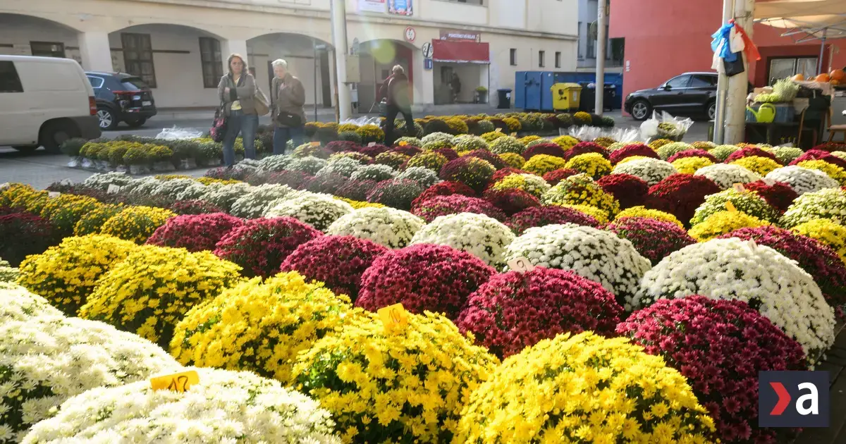 Chryzantémový čaj posilní imunitu a spomalí starnutie