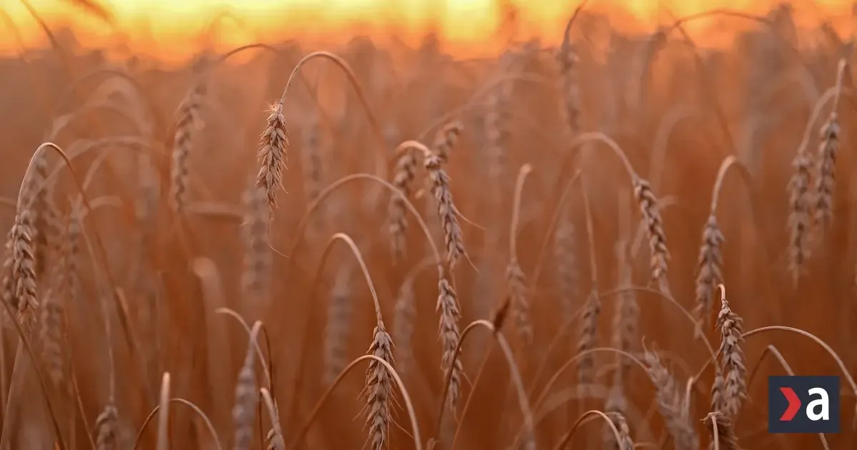 Pobaltské štáty chcú zastaviť prevoz ruského obilia cez EÚ