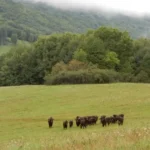 Pondelok bude na Slovensku zamračený, na severe a východe prehánky