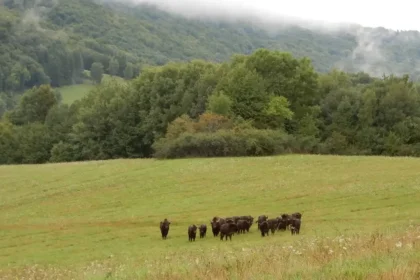 Pondelok bude na Slovensku zamračený, na severe a východe prehánky