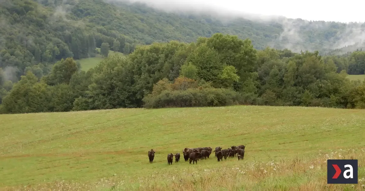 Pondelok bude na Slovensku zamračený, na severe a východe prehánky