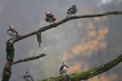 Štvrtok bude v znamení prudkého ochladenia, dažďa a snehu na horách