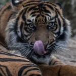 Útok tigra v známej britskej zoo: areál zatvorili