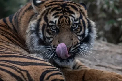 Útok tigra v známej britskej zoo: areál zatvorili