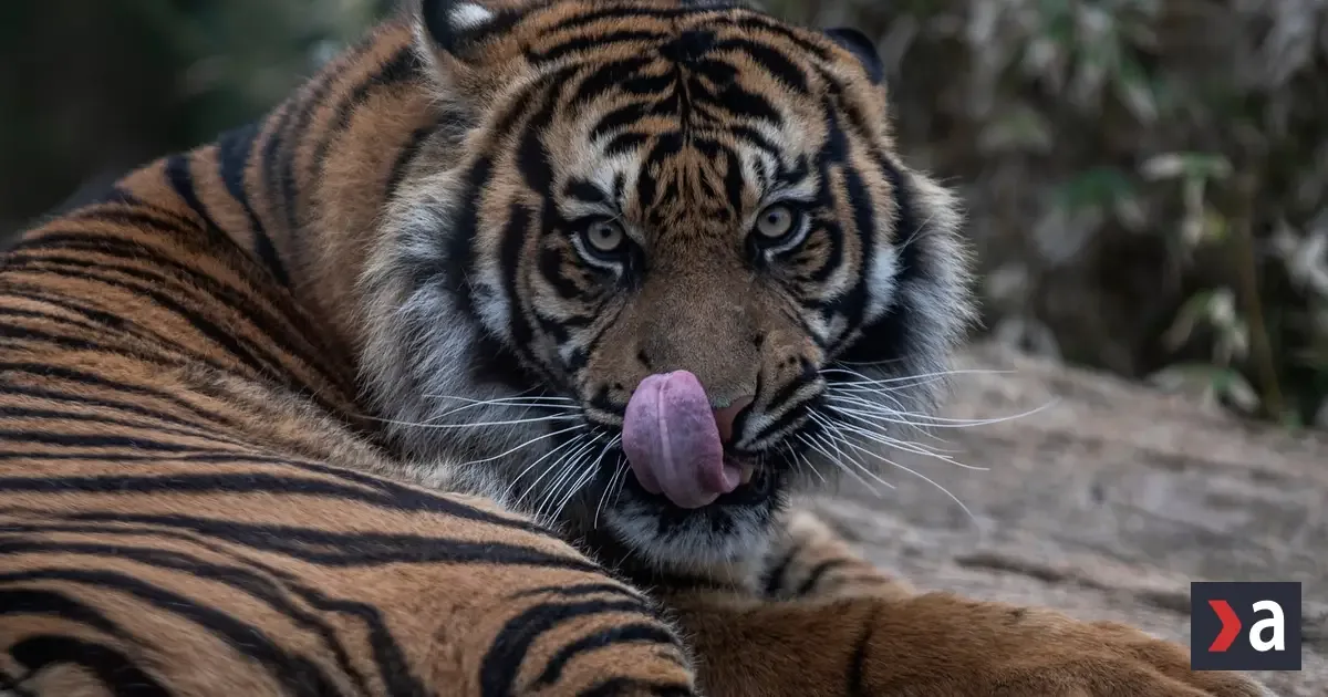 Útok tigra v známej britskej zoo: areál zatvorili